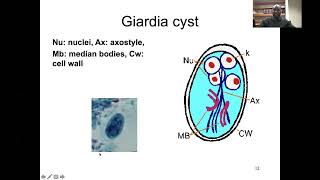 Giardiasis Lecture LEM [upl. by Ark]