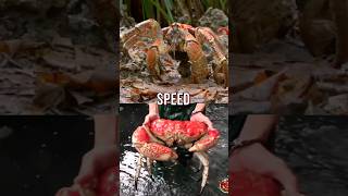 Coconut Crab VS Tasmanian giant crab remake [upl. by Ardyce508]