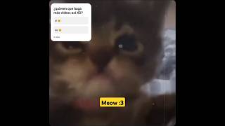 Video edit de gatos graciosos xd gatos edit capcut [upl. by Cirded]