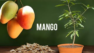 🥭Cultivo de MANGO en Maceta [upl. by Corty]