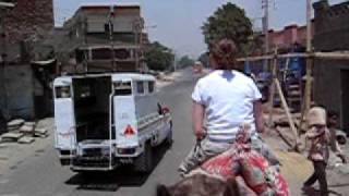 Riding camels on a busy street West Bank of Luxor Egypt [upl. by Beore]