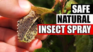 DIY Natural Aphid And Insect Spray [upl. by Dnalrag880]