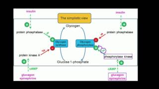 Regulation of Glycogen Metabolism [upl. by Dona687]