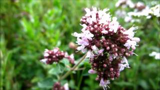 Oregano Origanum Vulgare  20120811 [upl. by Dagmar]