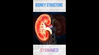 The Structure of human kidney  Renal system [upl. by Maiga]