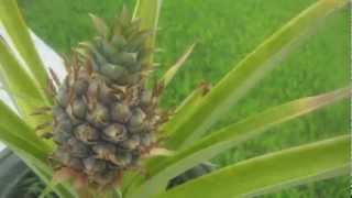 pineapple growing time lapse [upl. by Nowaj]