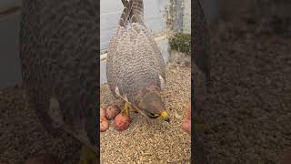 Red Naped Shaheen on her eggs laying torrentfalcons falconry [upl. by Enyal]