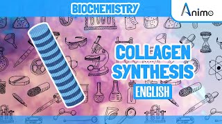 Collagen Synthesis Complete  Animation  English [upl. by Ellicec918]