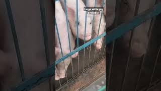 MS pig farmer prayagraj ❤️ Large white pig Available for sell 🐷🙏🏻 pig farming trending animals [upl. by Arezzini172]