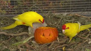 Kakariki  Birds 🦜vs🎃 Pumpkin a sweet surprise [upl. by Samuel]