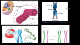 Grade 12 Life Sciences Meiosis Part 1 [upl. by Anesuza886]