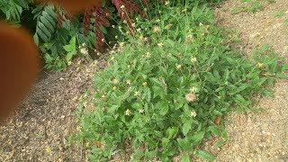 Rabbit Favourite Grass Tridax Procumbens growing fresh [upl. by Tammany749]