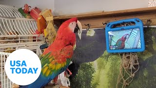 Parrots learn to videocall each other to improve socialization  USA TODAY [upl. by Adlesirg]