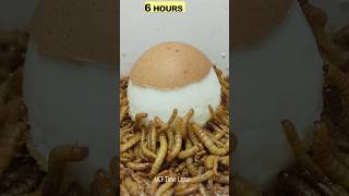 10 000 Mealworms vs EGG Time lapse [upl. by Relyc]