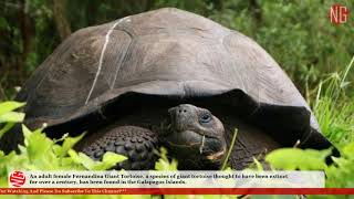 Fernandina Giant Tortoise Rises From The Grave [upl. by Norraf]