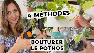 🌿 BOUTURER LE POTHOS  4 TECHNIQUES POUR RÉUSSIR SON BOUTURAGE  🌱 [upl. by Nomzaj]