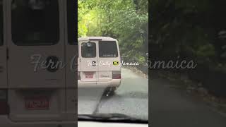 Fern Gully Jamaica jamaica ferngully jamaicanvlogger [upl. by Hannover513]