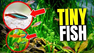 Here Are The 21 Best Fish For Small Tanks [upl. by Sessylu630]