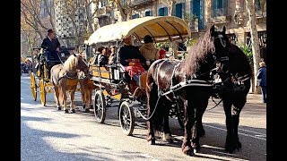 Cavalcada dels Tres Tombs de Sant Antoni  Barcelona 1912019 [upl. by Enelaj]