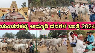 ಚುಂಚನಕಟ್ಟೆ ಅದ್ದೂರಿ ದನಗಳ ಜಾತ್ರೆ 2024chunchanakatte grand cattle fair 2024 [upl. by Adanama911]