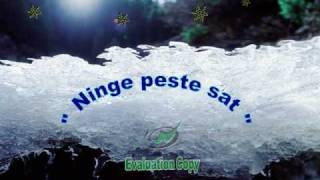 Colinde Nelu Moldovan  Ninge peste sat [upl. by Leraj]