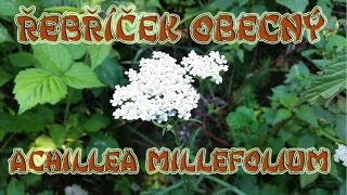 Řebříček obecný Achillea millefolium  o bylince léčivé účinky [upl. by Gwynne342]