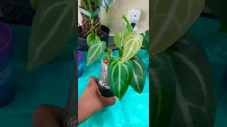 plants anthurium anthuriumhybrid anthuriumplant repotting aroids tropicalplants plantcare 🌿🌿 [upl. by Krall436]