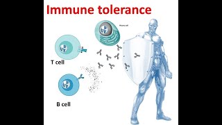 L19 Immunology immune tolerance self and nonself discrimination [upl. by Savitt]