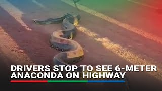 Drivers stop to see 6meter anaconda on highway [upl. by Enairb]