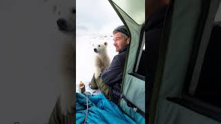 Polar Bear Cub Meets Human in Alaska  Rare Heartwarming Encounter polarbear cuteanimal animals [upl. by Yerfoeg226]