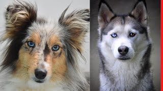 These Are 10 Dog Breeds With Blue Eyes [upl. by Estella]