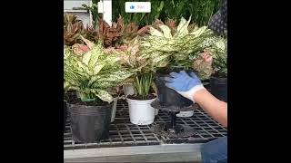 Aglaonema “Silver King”Beautiful plants gardendesigninspiration flowerpots [upl. by Chrisse]