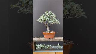 Pohutukawa bonsai bonsai bonsaitree howtobonsai garden gardening trees plants learning [upl. by Enidualc469]