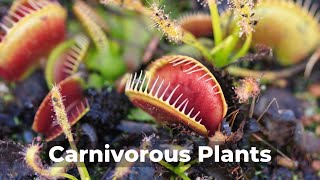 Carnivorous Plants A Journey into the Wild [upl. by Eniledgam836]