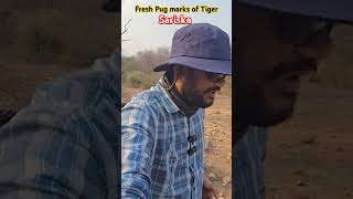 Fresh Pugmarks tiger sariska wildlife wildanimals ytshorts shortsfeed wildlifecontent [upl. by Zawde]