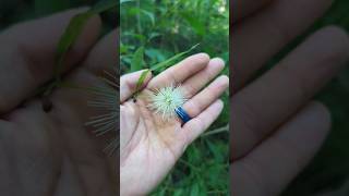 BUTTONBUSH A NATIVE SHRUB to CONSIDER PLANTING forest plants wetland [upl. by Ydnem240]