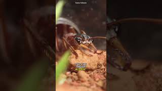 The Deadliest Ant 🐜 In The World 😱 [upl. by Dearborn]