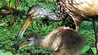 Limpkin Feeding Baby Birds Apple Snails amp Spoonbill FYV [upl. by Nivle341]