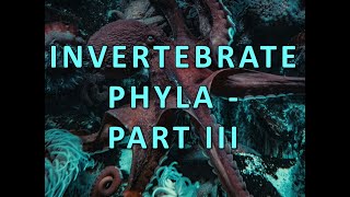 Invertabrate Phyla  Part III [upl. by Hett123]