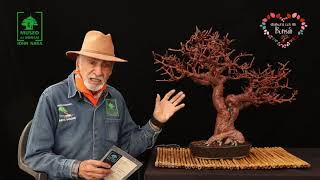 copal rojo de Emigdio Trujillo Sánchez Museo de Bonsai John Naka [upl. by Enrahs131]