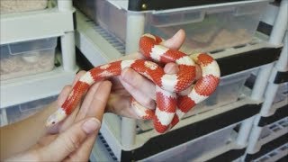 How to Care for KingsnakesMilksnakes plus fun facts [upl. by Mariquilla8]