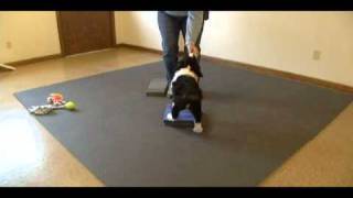 Platform Training for Dog Sports [upl. by Godfry]