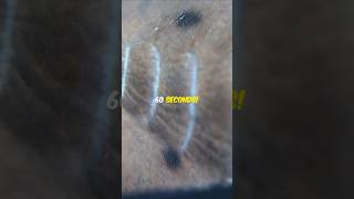 How Do Fish Gills Work facts fish animals [upl. by Nnylsoj911]