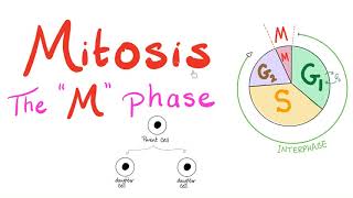 Mitosis  Cell Division  The M Phase of the Cell Cycle  Biology for MCAT DAT SAT ACT AP Bio [upl. by Lundt714]