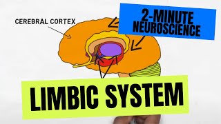 2Minute Neuroscience Limbic System [upl. by Notxarb356]