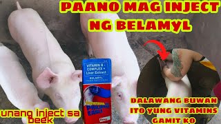 ep7paano mag inject ng belamyl sa biik [upl. by Sheley]