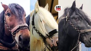 NAJTEŽI I NAJJAČI KONJI BALKANA  DRAFT HORSES [upl. by Grunberg249]