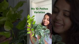 10 must have Pothos varieties 🪴😍gardening indoorplants pothosplant [upl. by Gratiana]