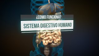 ¿Cómo funciona el sistema digestivo animación [upl. by Htebzile]