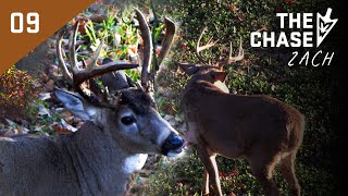 New Buck On The Hitlist Angry Whitetail Squares Off With Decoy hunting deer [upl. by Pegma]